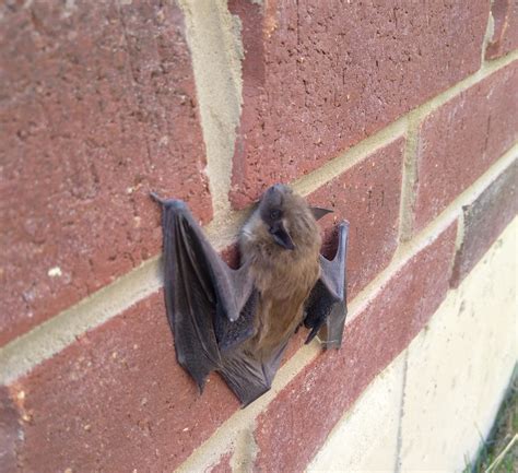 moving a house with bats